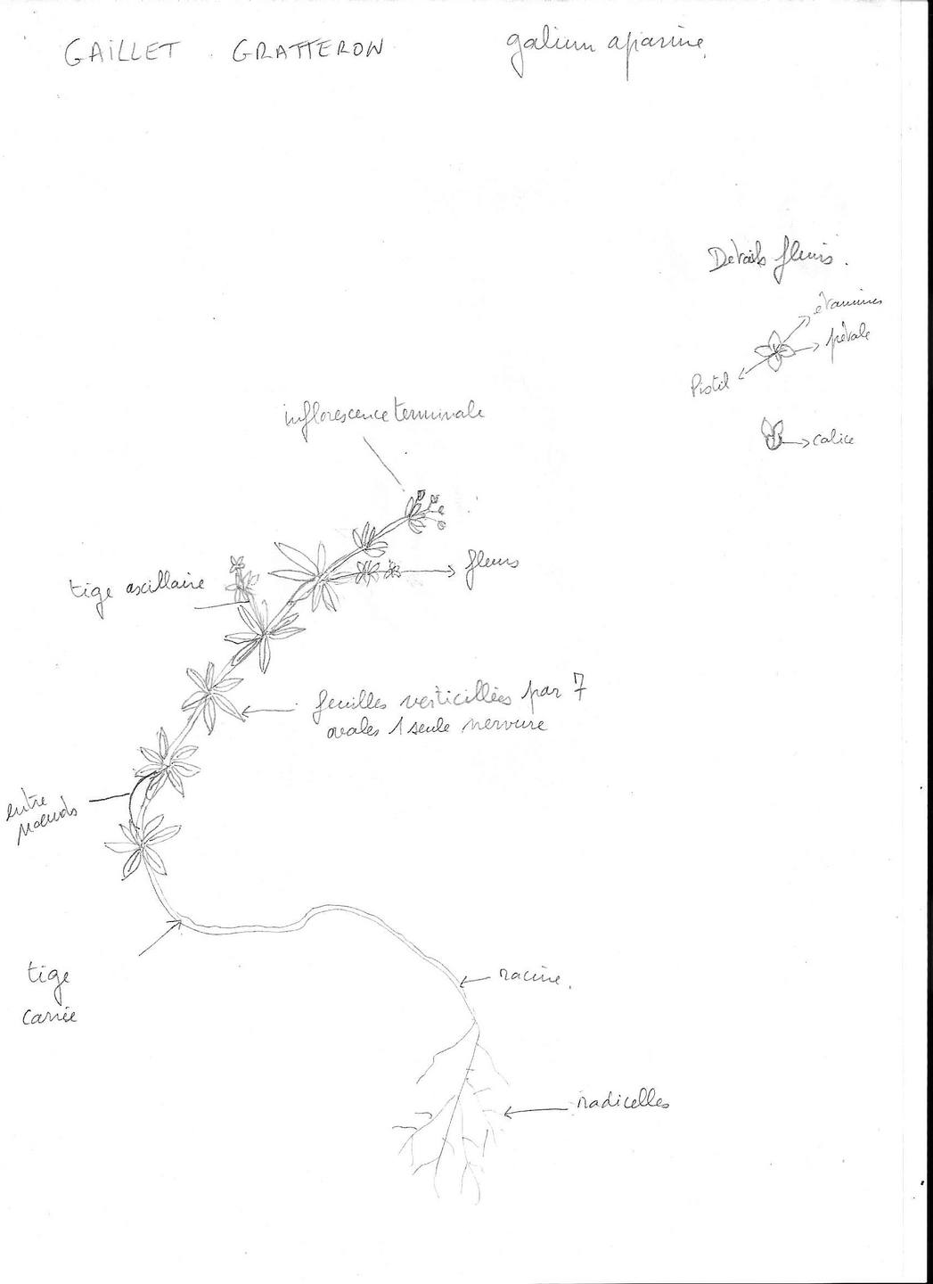 Annexe dessin gaillet.jpeg.jpeg