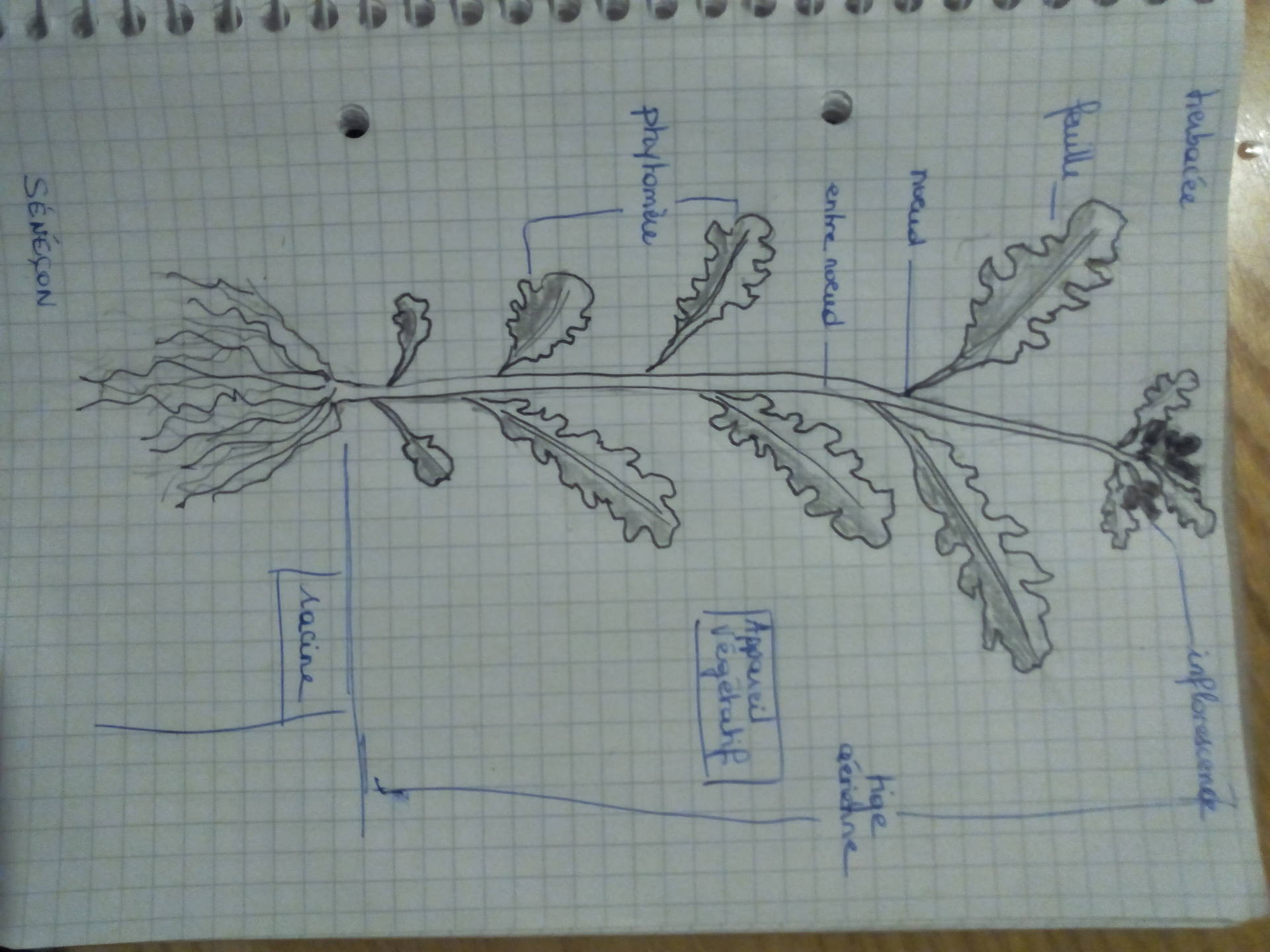 Annexe dessin herbacée sénéçon.jpg