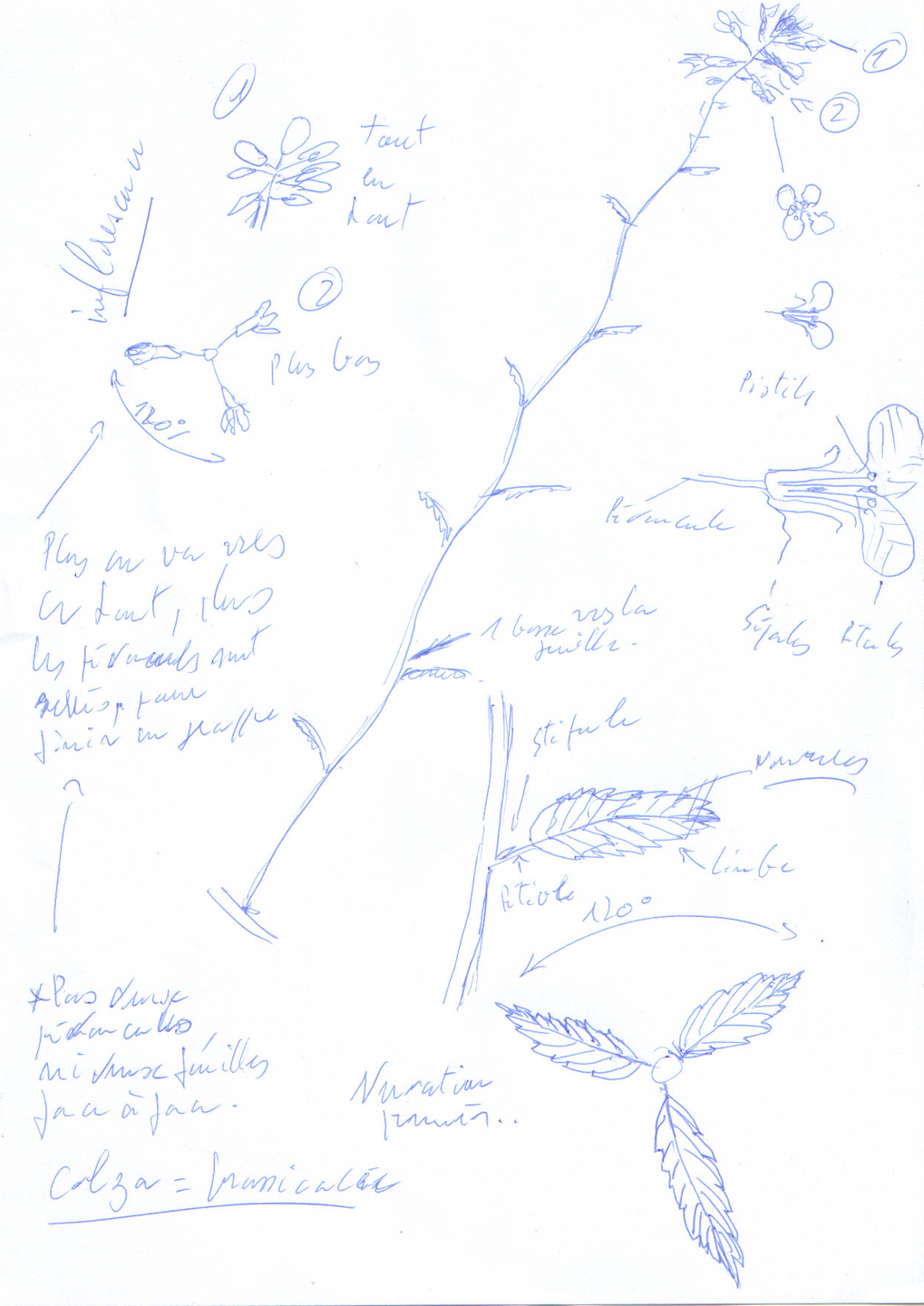 Annexe colza_au_stylo.png