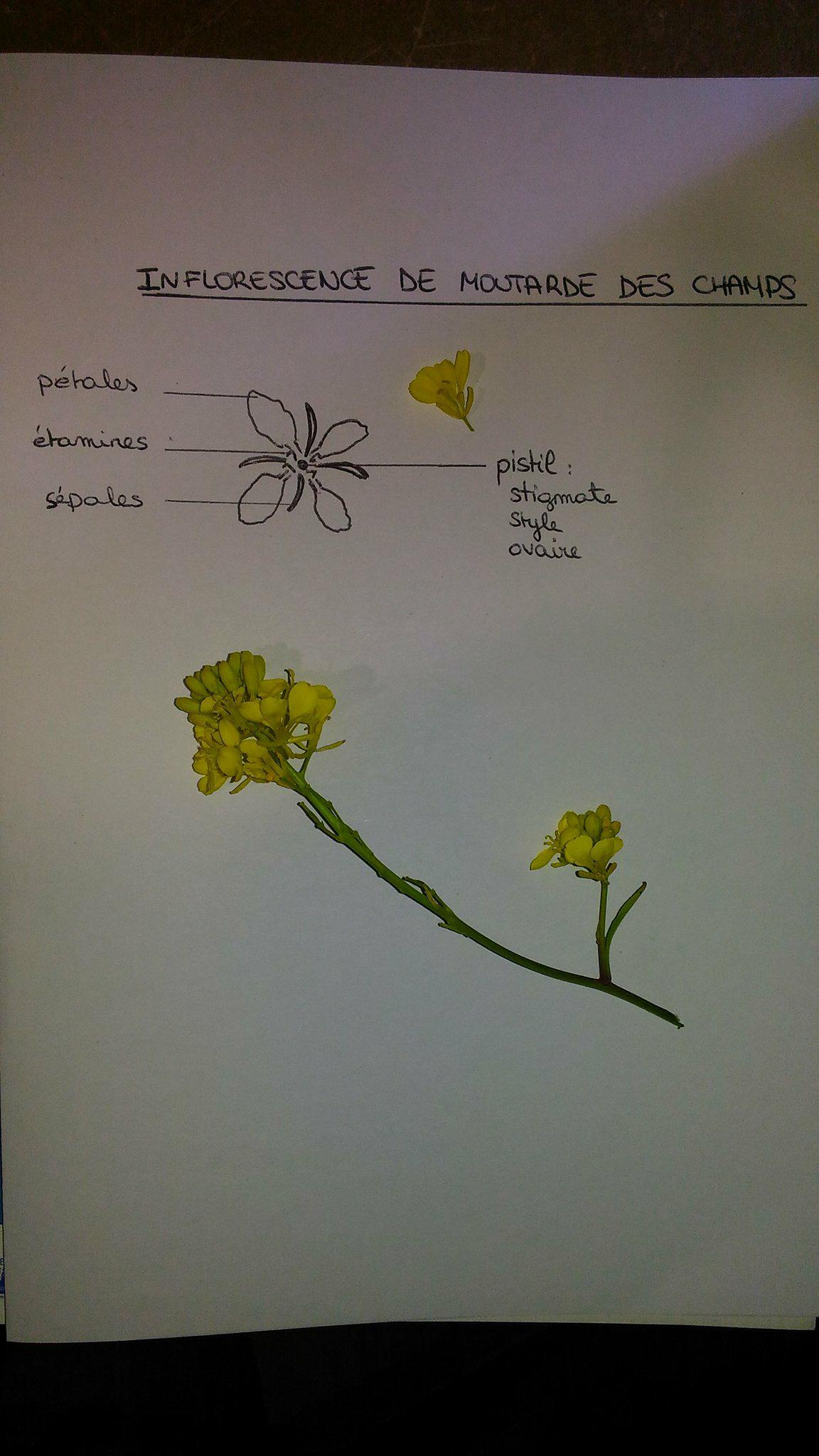 Annexe moutarde 2.jpg
