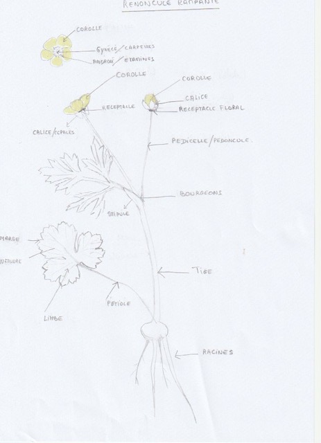 Annexe Botanique.jpg