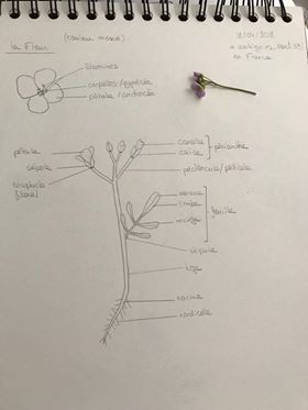 Annexe dessin dune herbacée.jpg