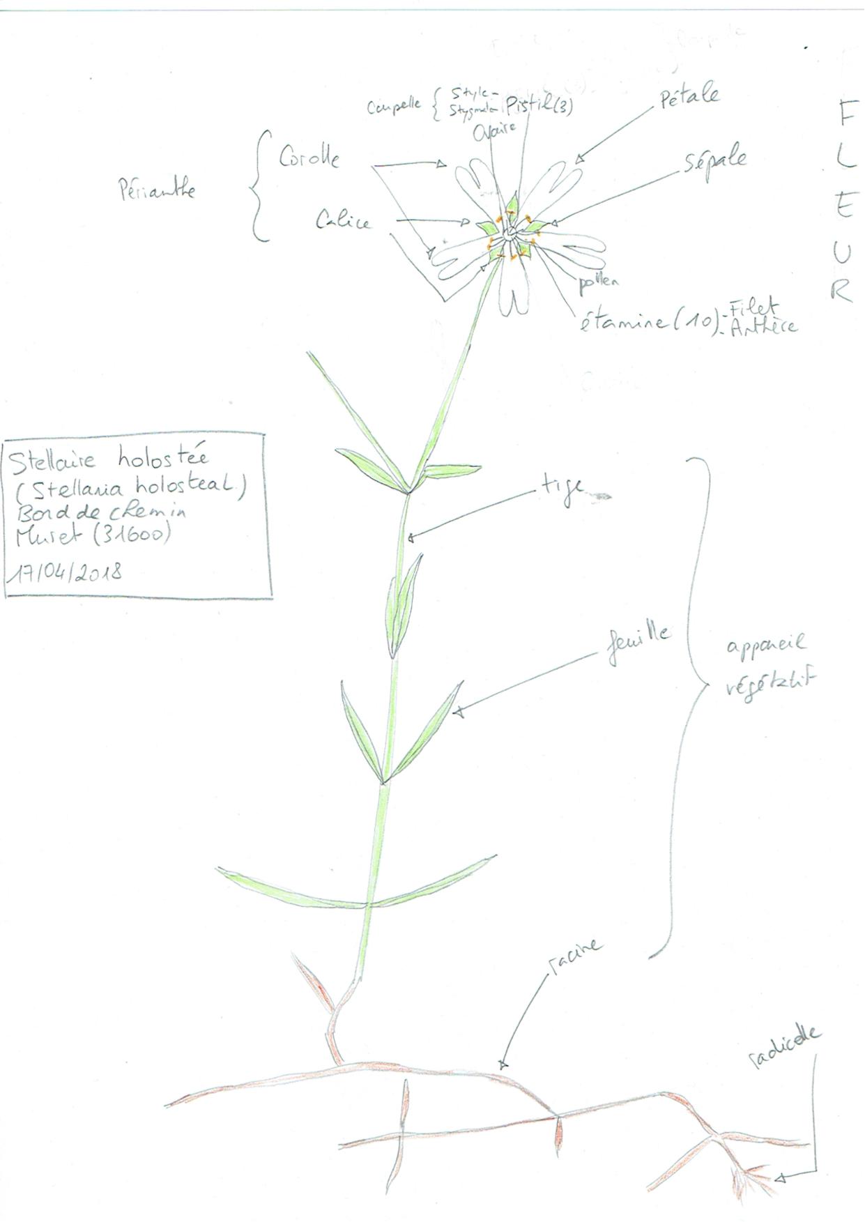 Annexe Stellaire holostée.jpg
