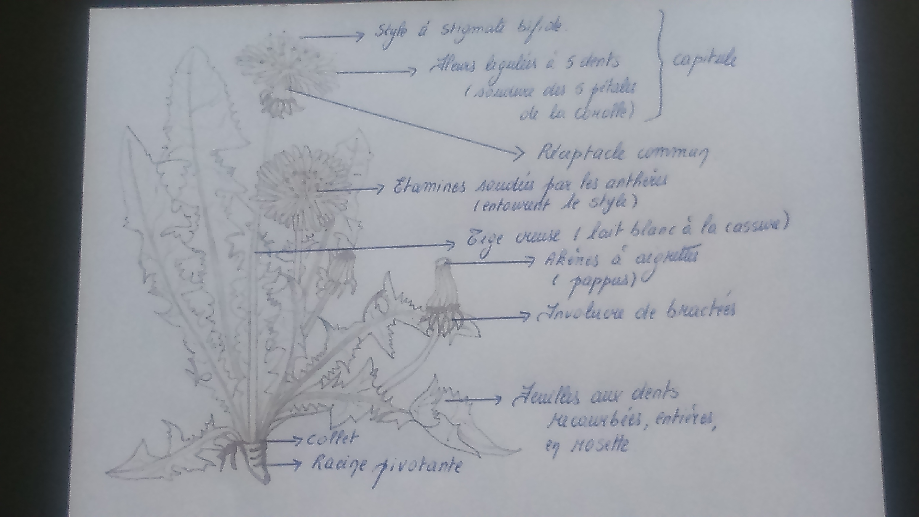 Annexe Pissenlit dessin.JPG