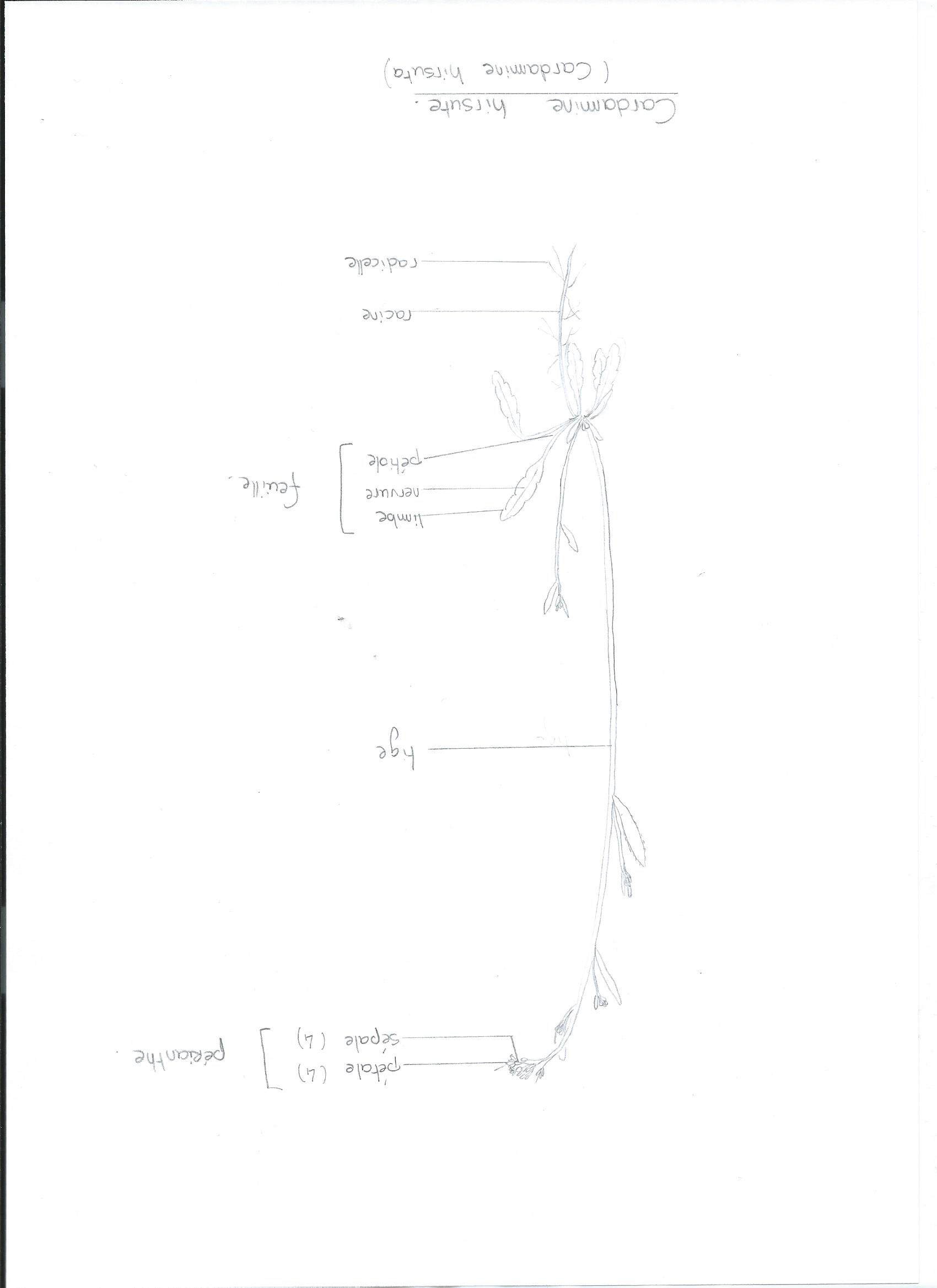 Annexe cardamine.jpeg