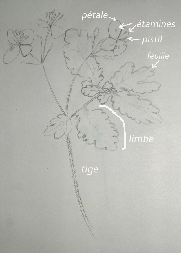 Annexe dessin étude chélidoine.jpg