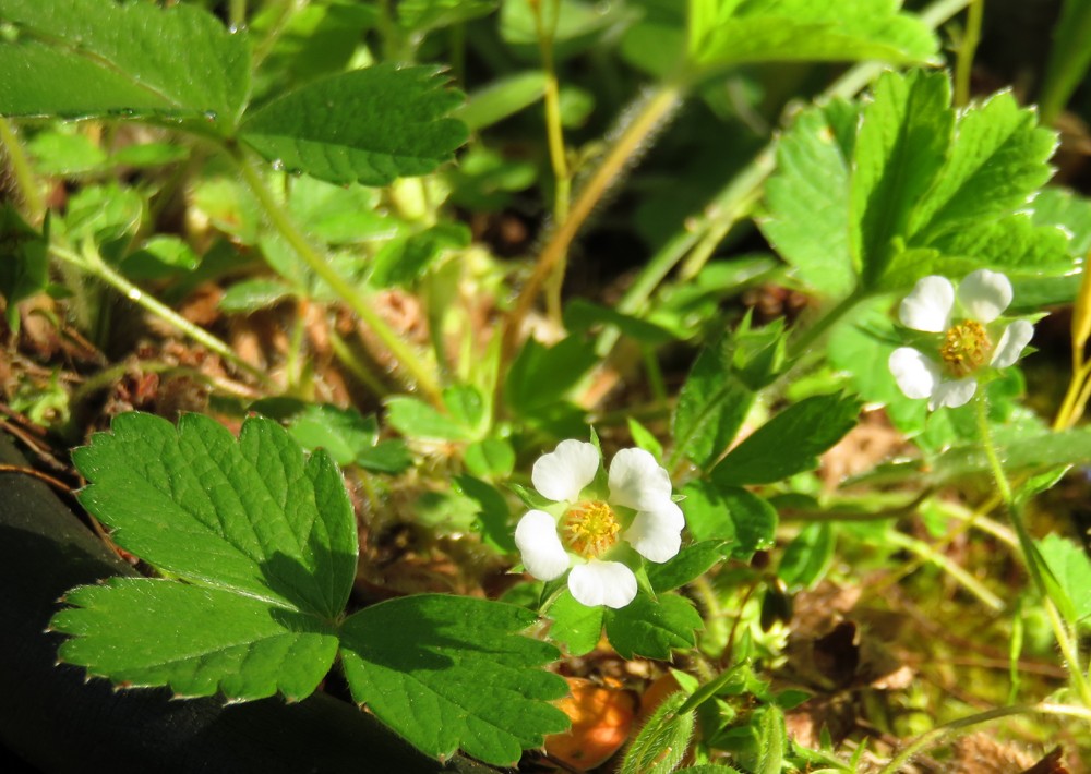 Annexe Potentille faux-fraisier en fleur.jpeg