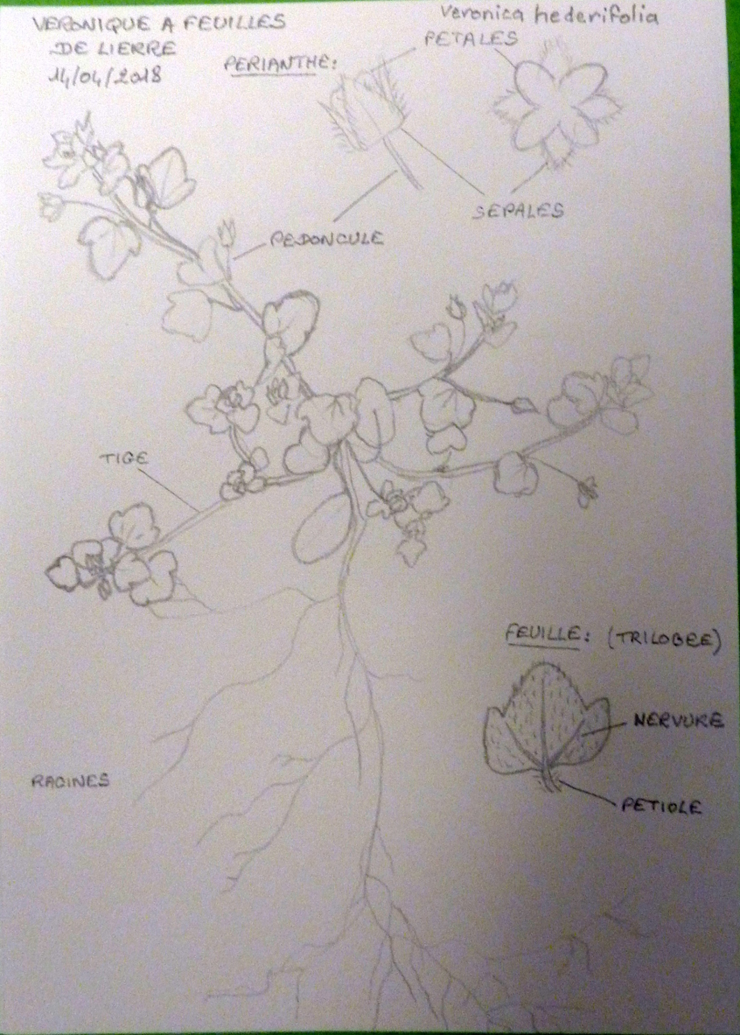 Annexe Dessin Véronique.jpg