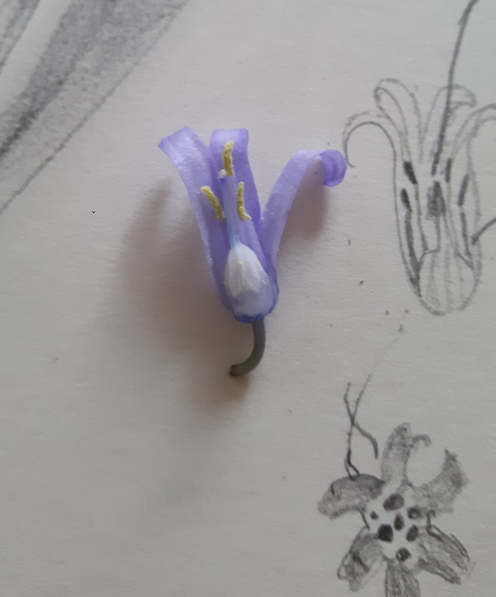 Annexe Dessin jacinthe sauvage + fleur.png