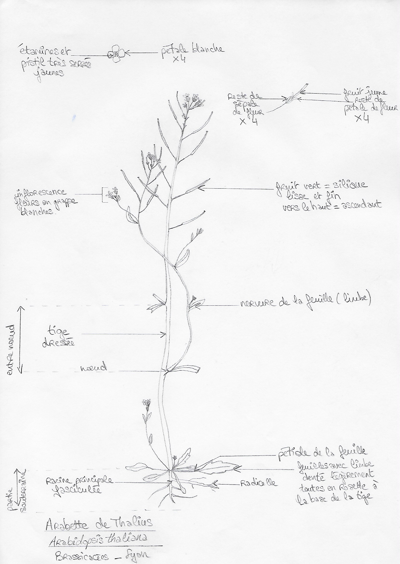 Annexe dessin plante.jpg