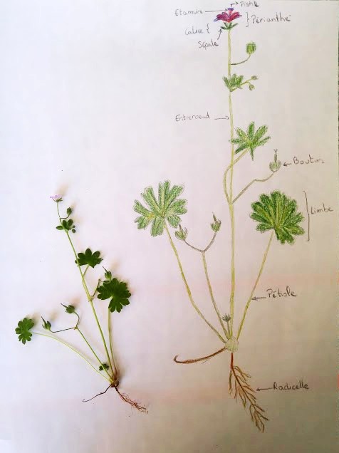 Annexe 20180421_162226.jpg