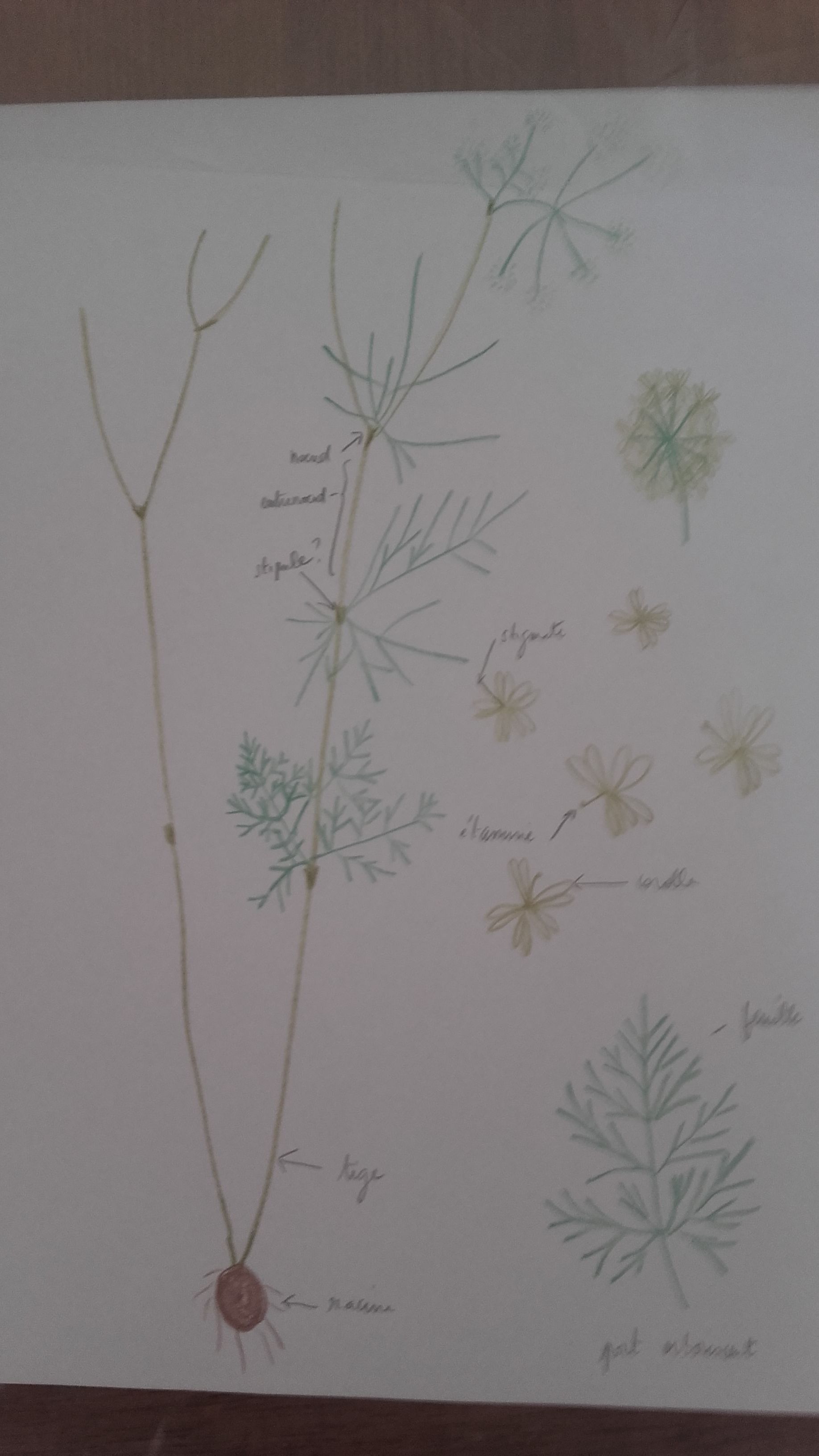 Annexe plante du bois.jpg