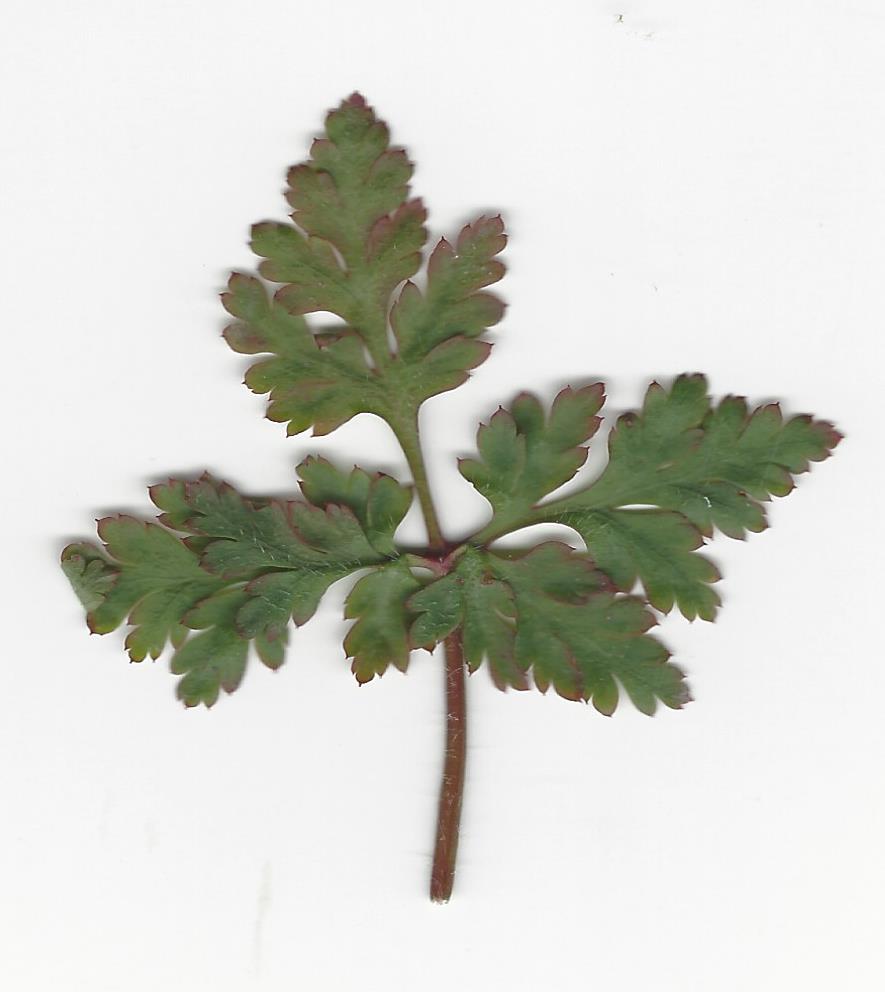 Annexe TP N°2  scan feuille-01.jpg