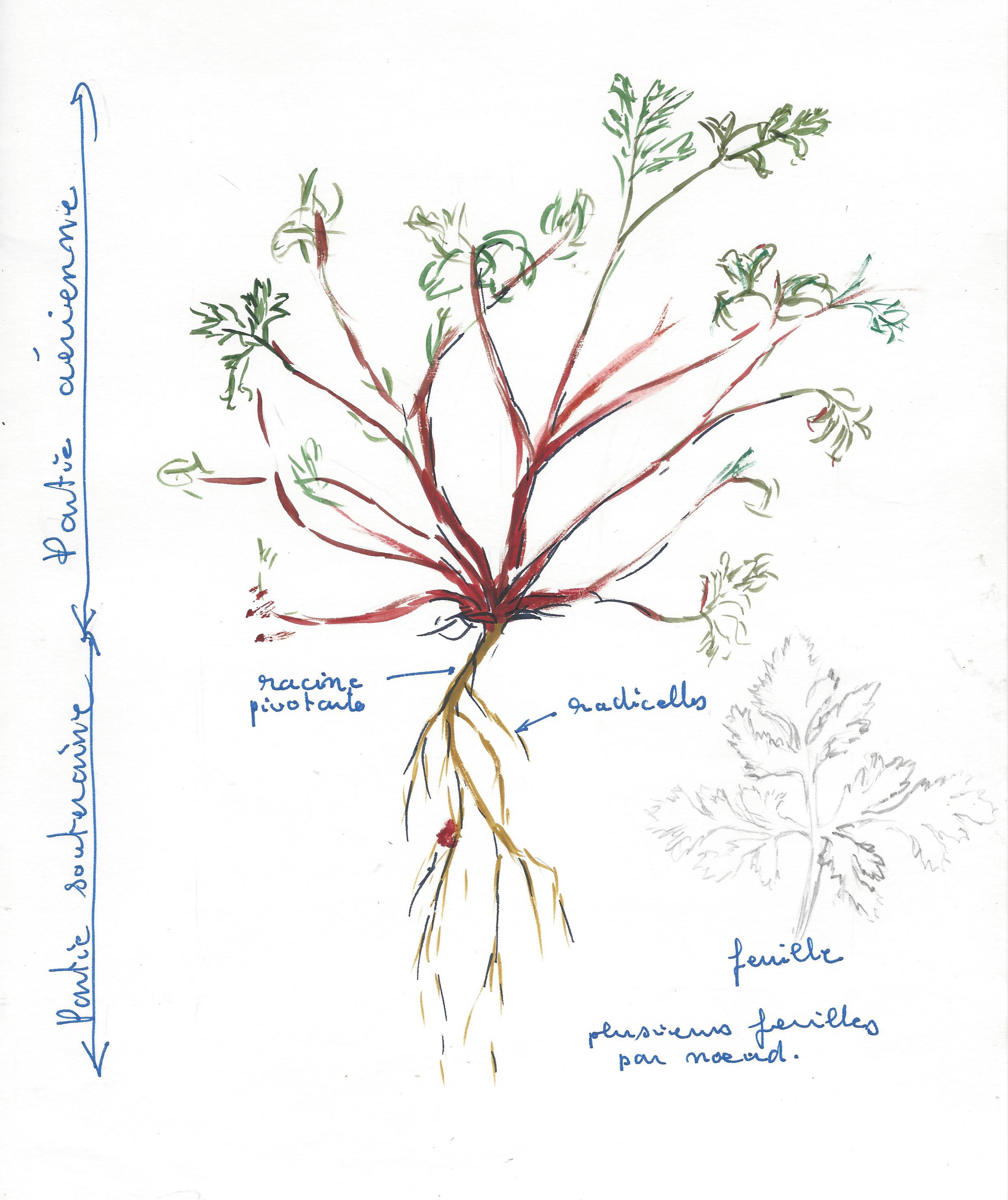 Annexe TP n°2 dessin.jpg