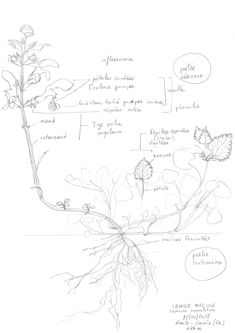 Annexe img22042018_120.jpg