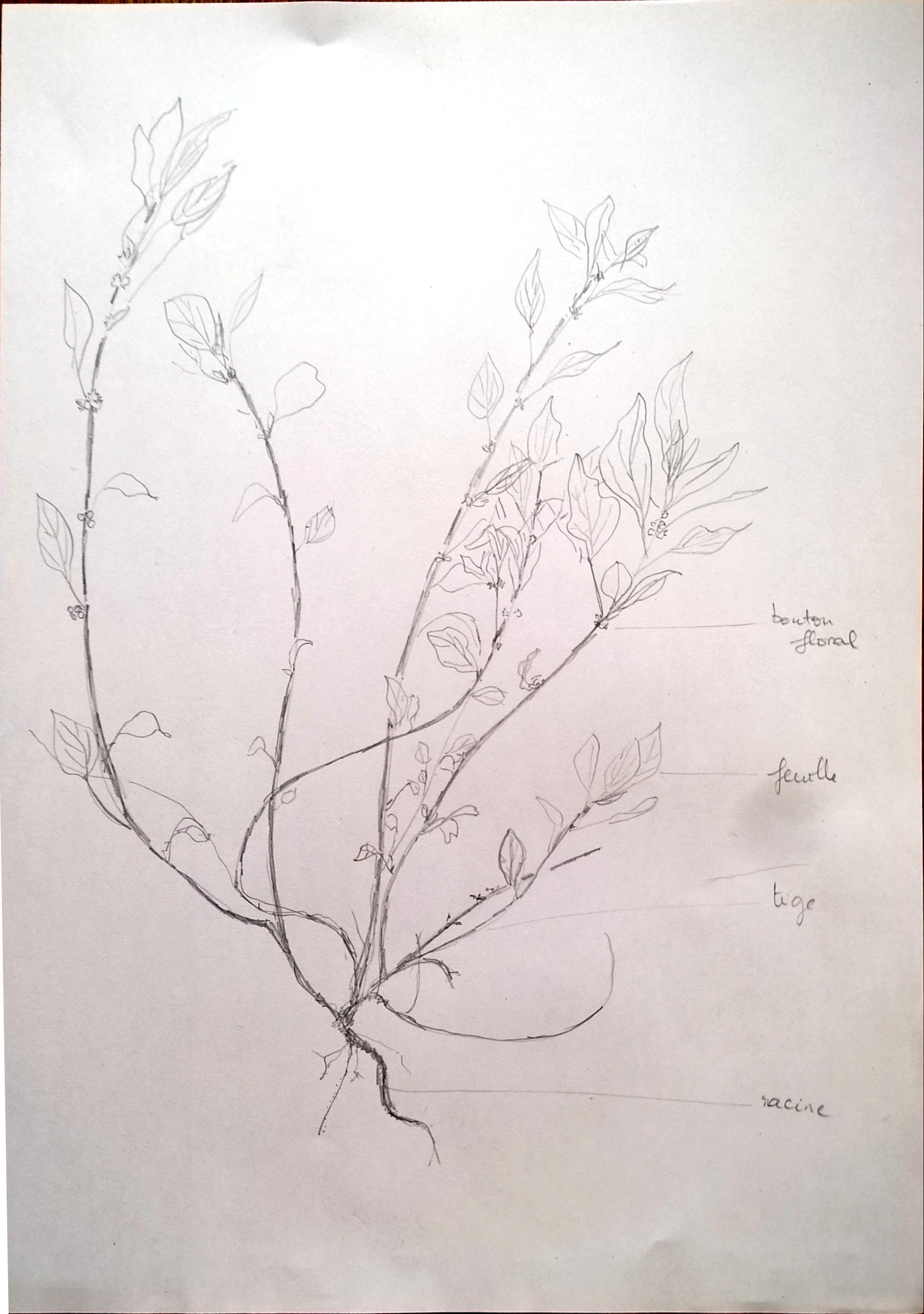 Annexe plante sauvage du jardin.jpg