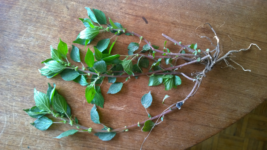 Annexe plante sauvage.jpg