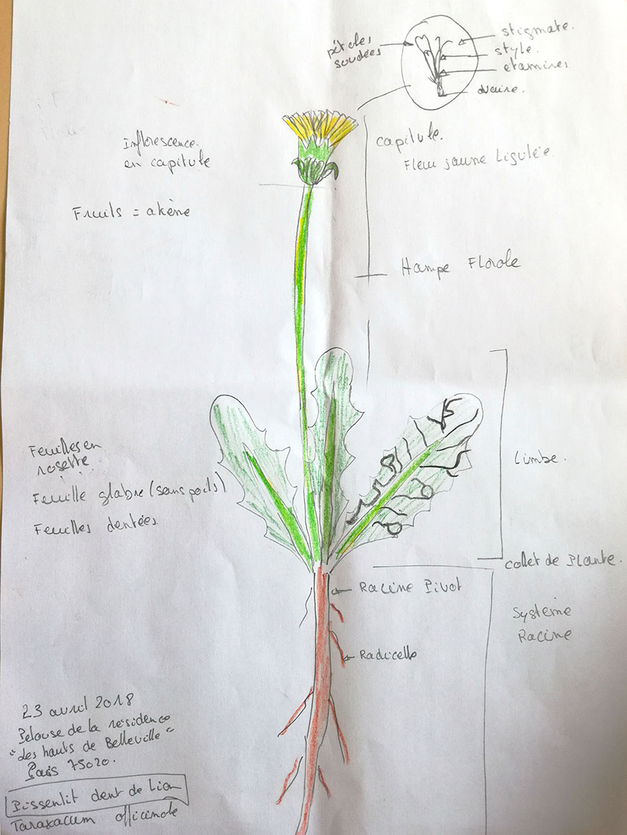 Annexe Taraxacum officinale.jpg