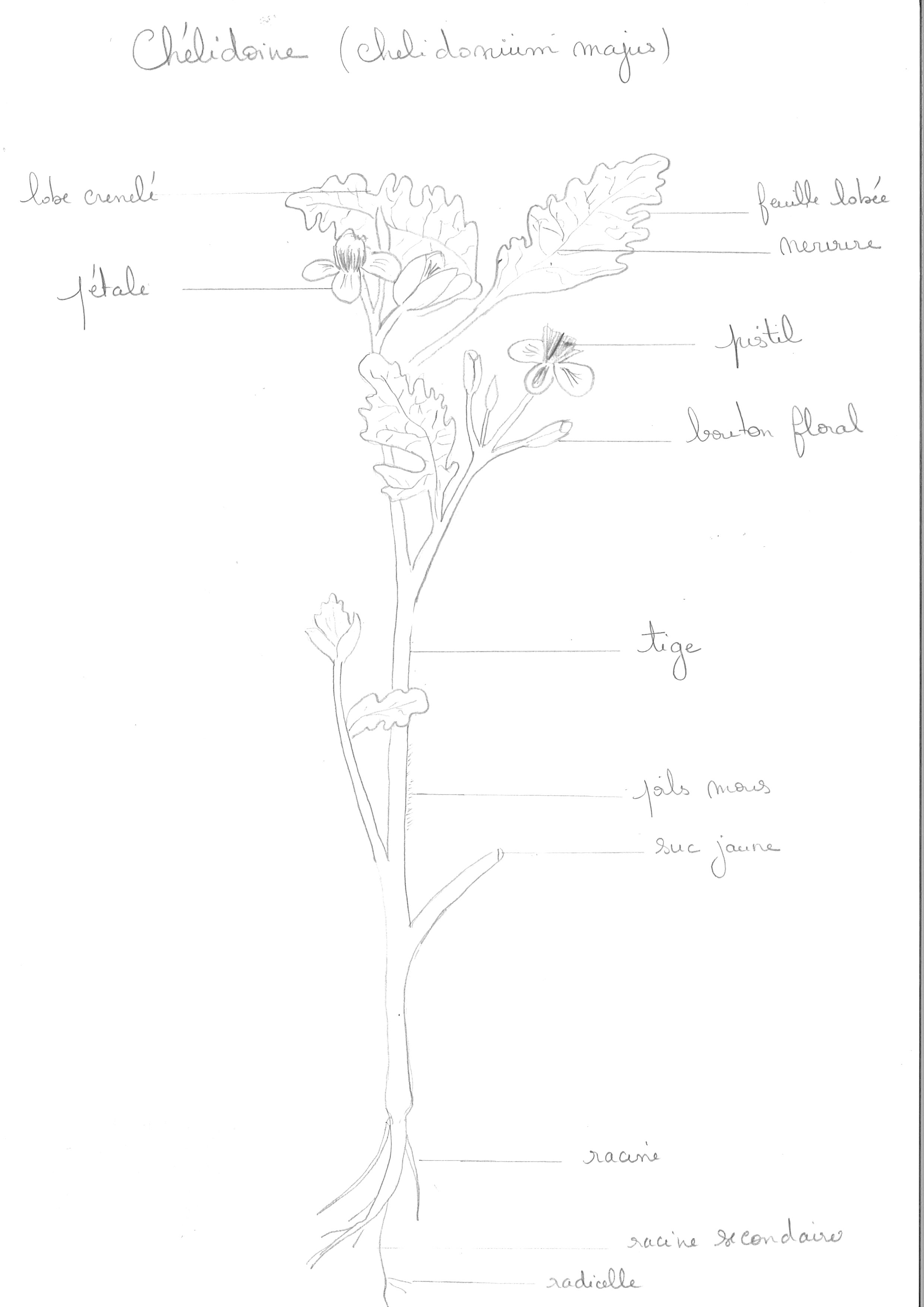 Annexe dessin chelidoine.jpg