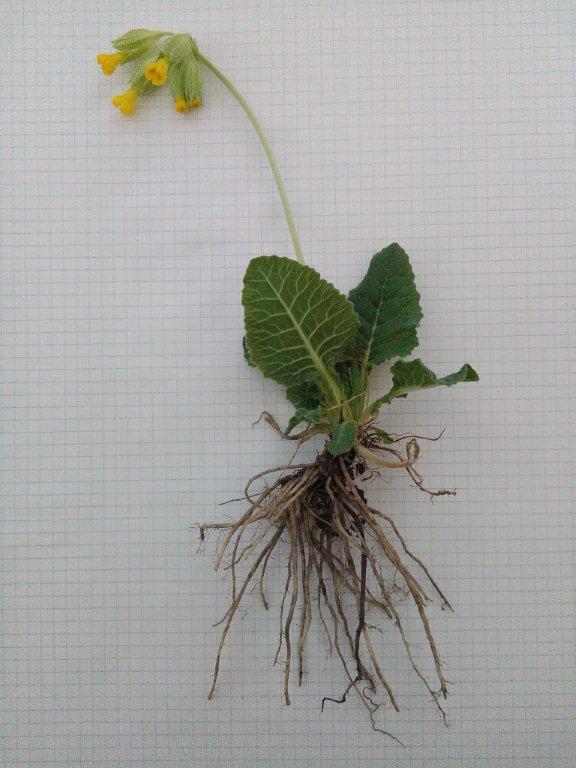 Annexe Primevere 24 04 2018.jpg