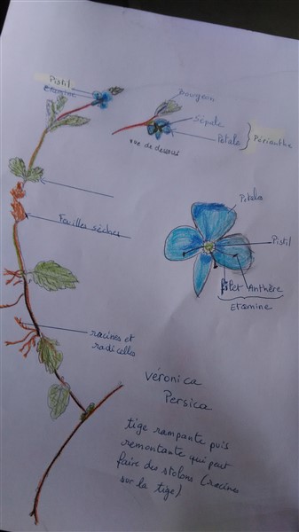 Annexe veronique (337 x 600).jpg