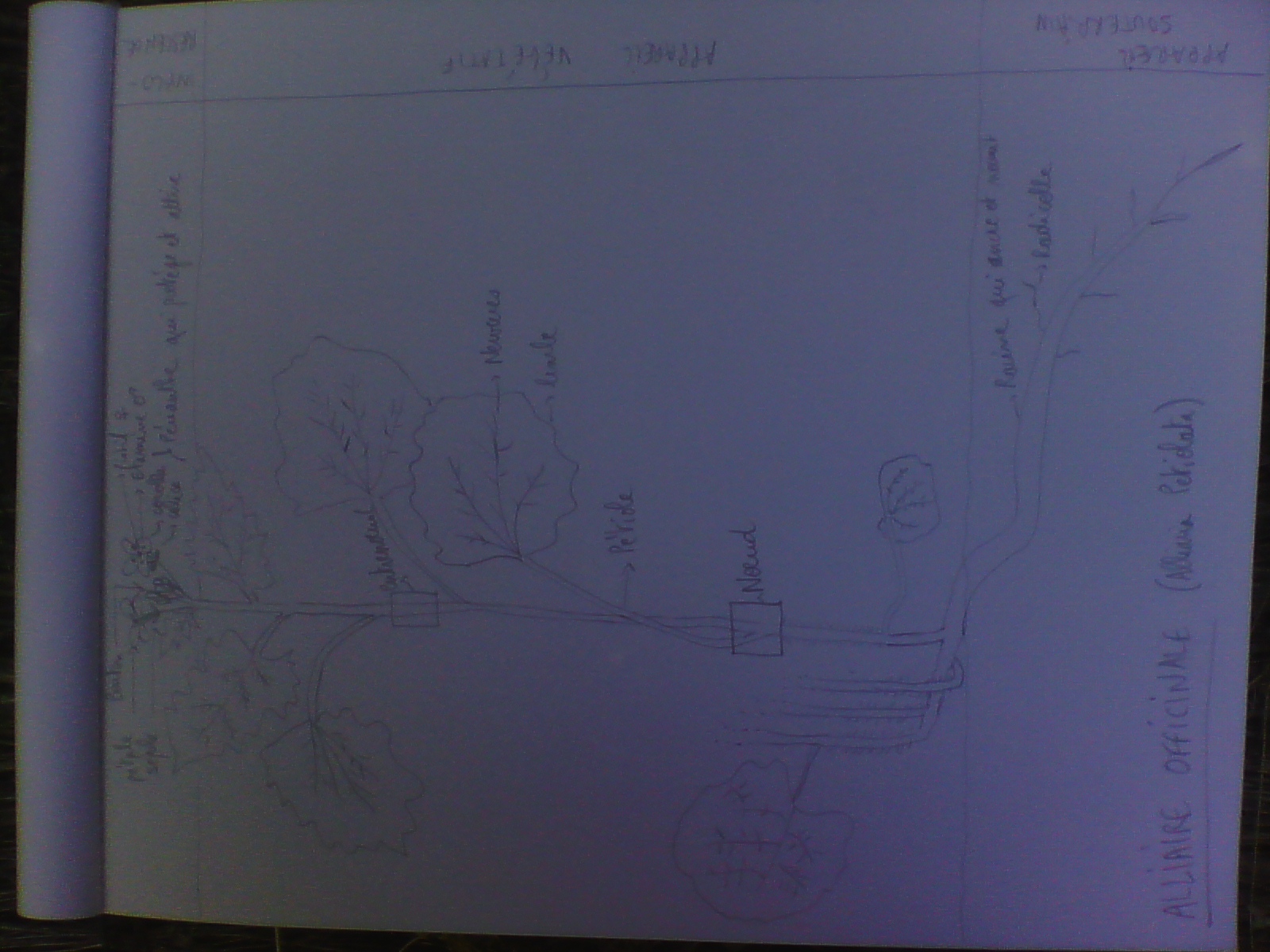 Annexe Alliaire officinale.jpg