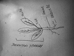 Annexe dessin pissenlit.JPG