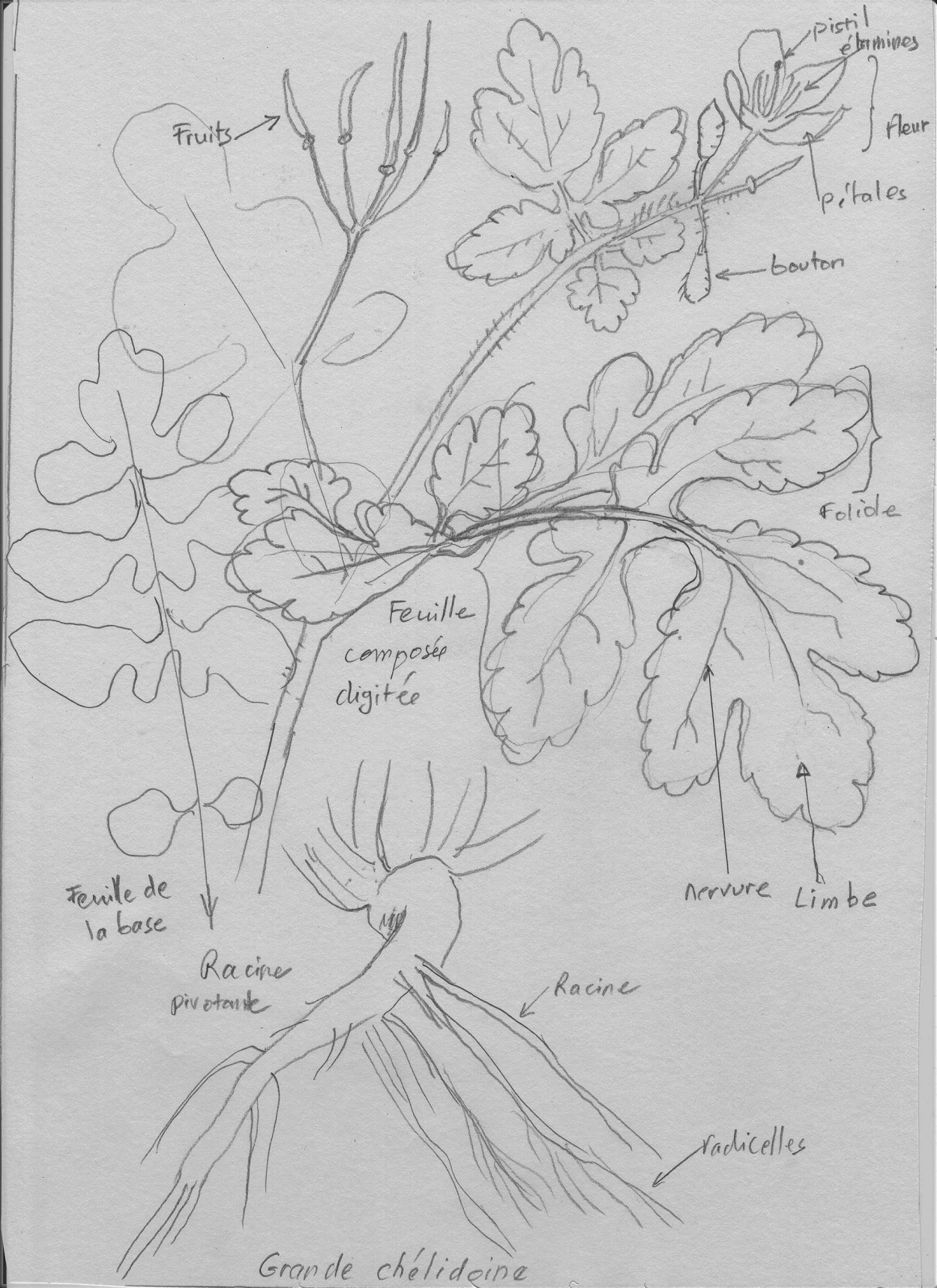 Annexe chelidoineG.jpg