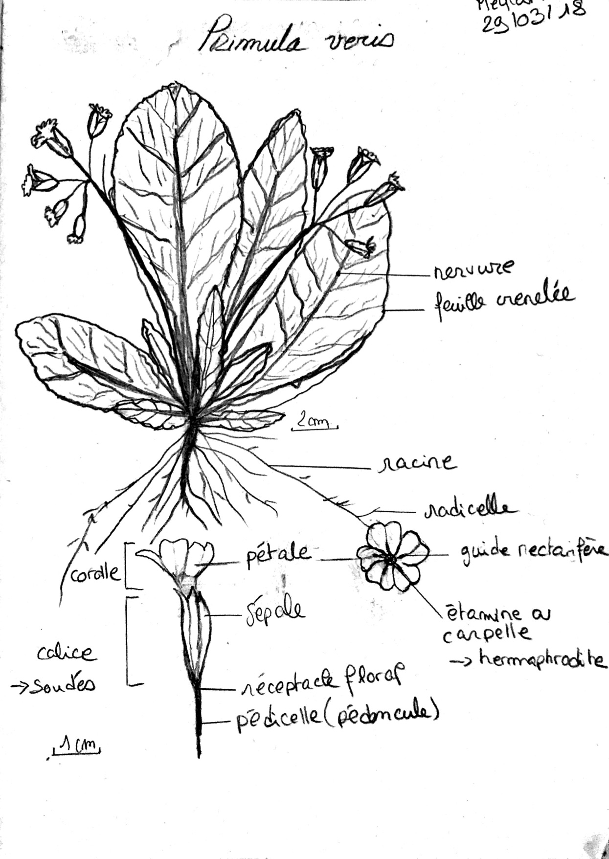 Annexe primula veris schema.jpg