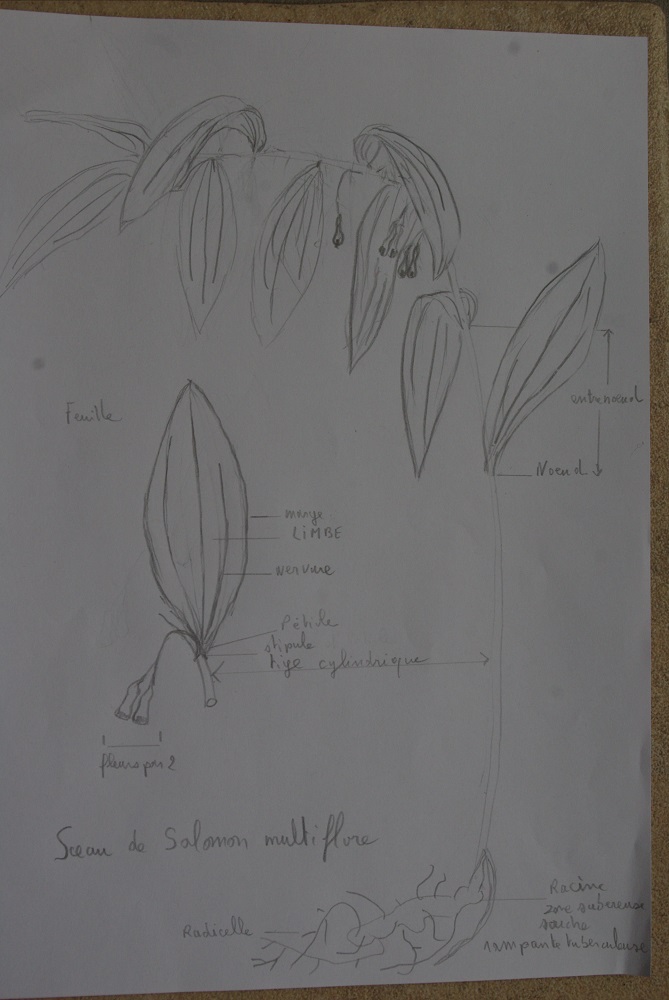 Annexe sceau de Salomon.jpg