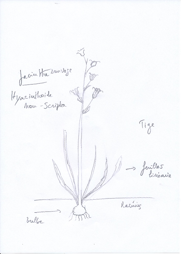 Annexe jacinthe sauvage.jpg