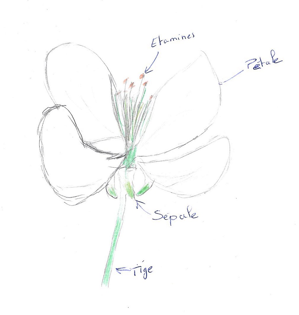 Annexe Fleur de pommier Gala.jpg