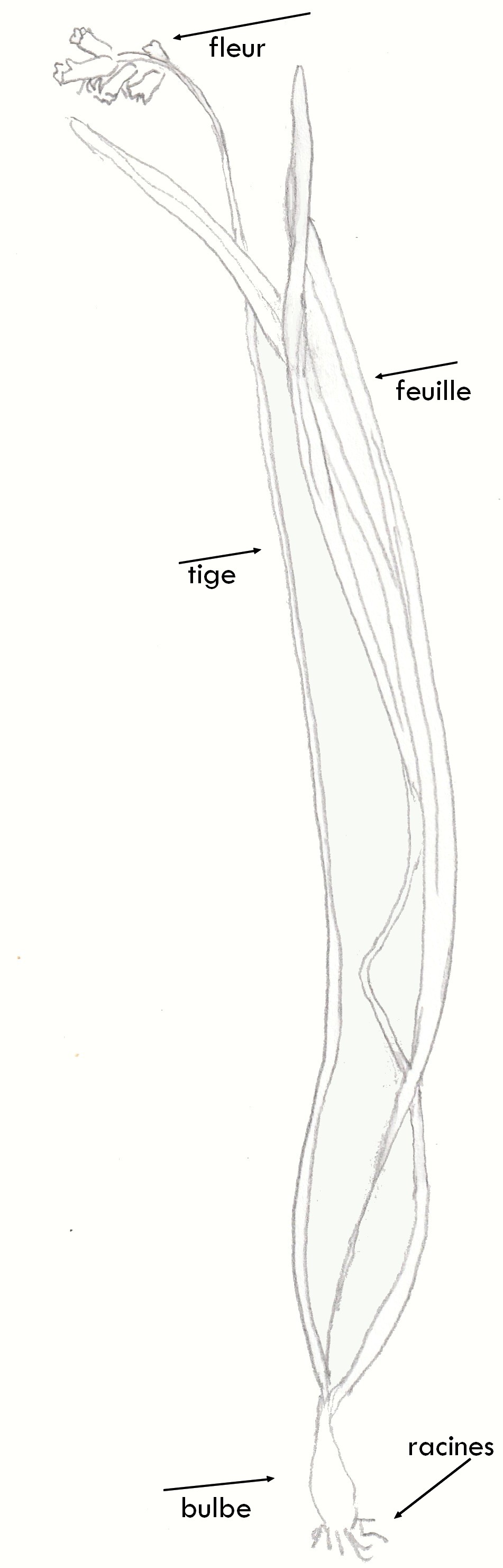 Annexe IMG_20180427_0001.jpg