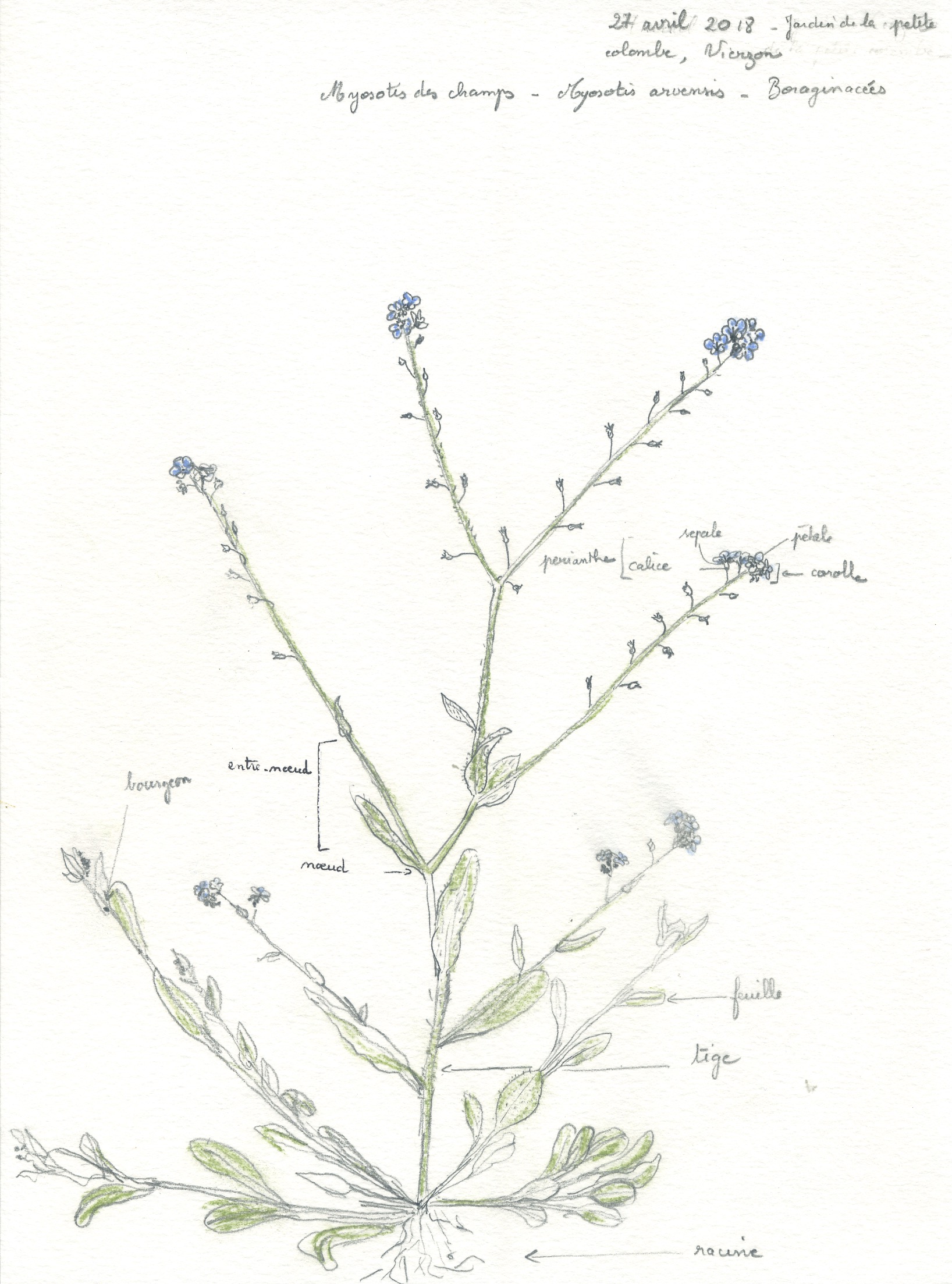 Annexe myosotis des champs.jpeg