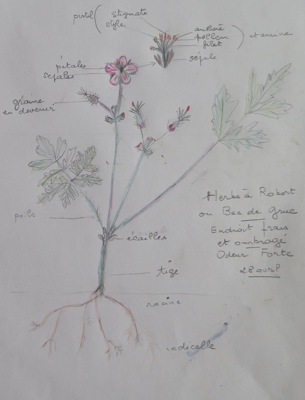 Annexe herbe à Robert.JPG