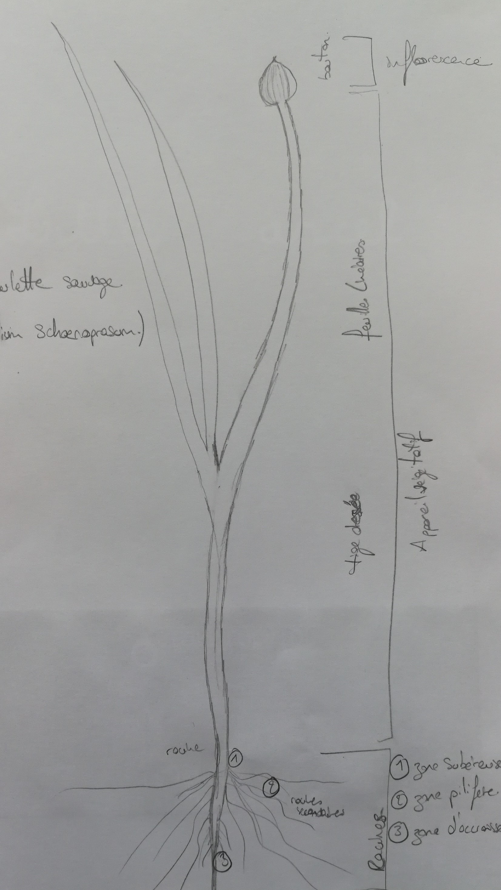 Annexe Ciboulette sauvage.jpg