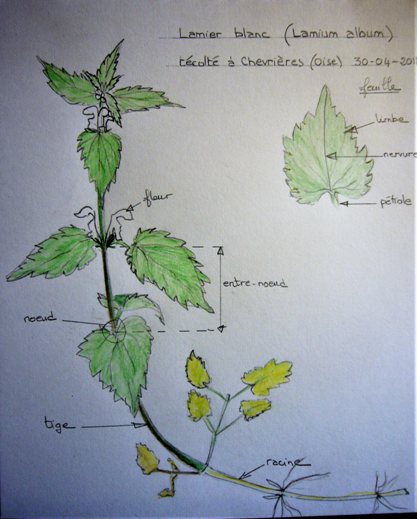 Annexe Schéma Lamier blanc (Lamium album).png