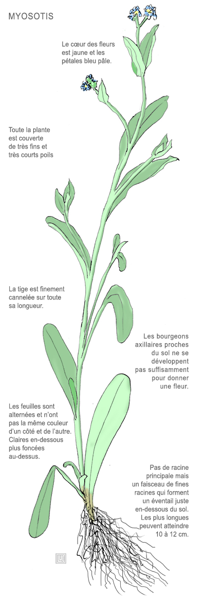 Annexe myosotis.jpg
