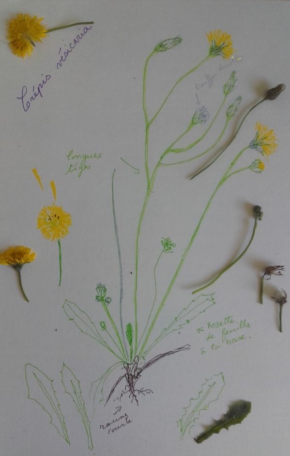 Annexe Crépis vésicaria.PNG