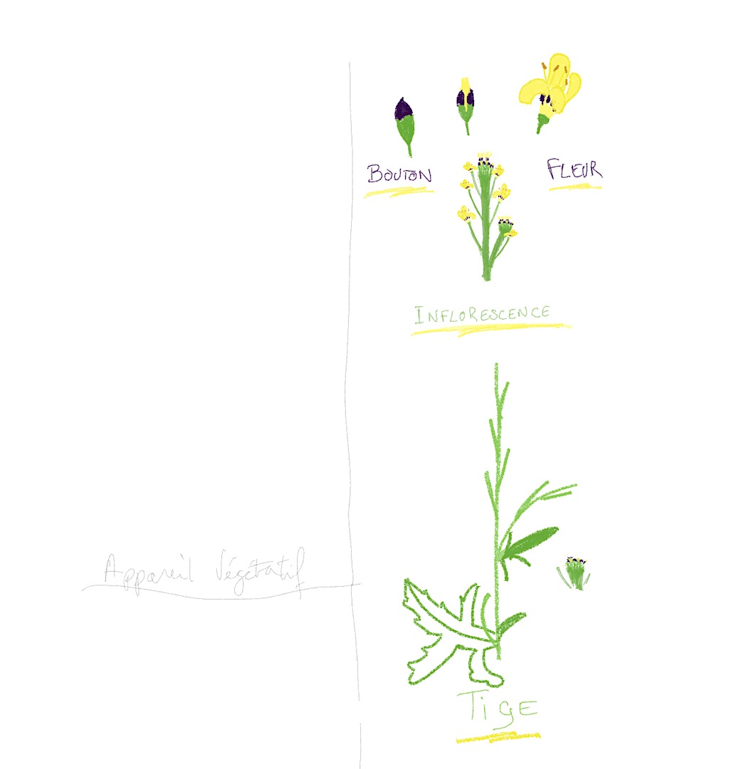 Annexe Dessin Premier Essai.JPG