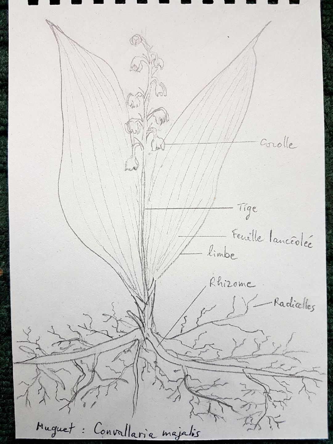 Annexe Dessin muguet (avec légende)_2018-05-03.jpeg