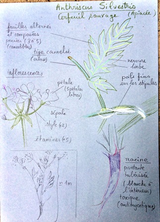 Annexe Anthriscus_sylvestris_dessin.jpg