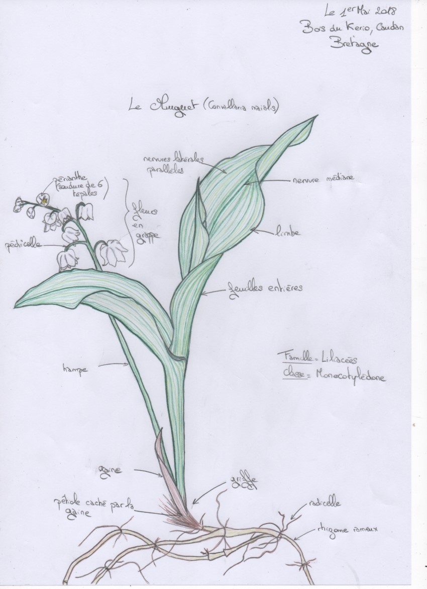 Annexe Dessin dun brin de Muguet