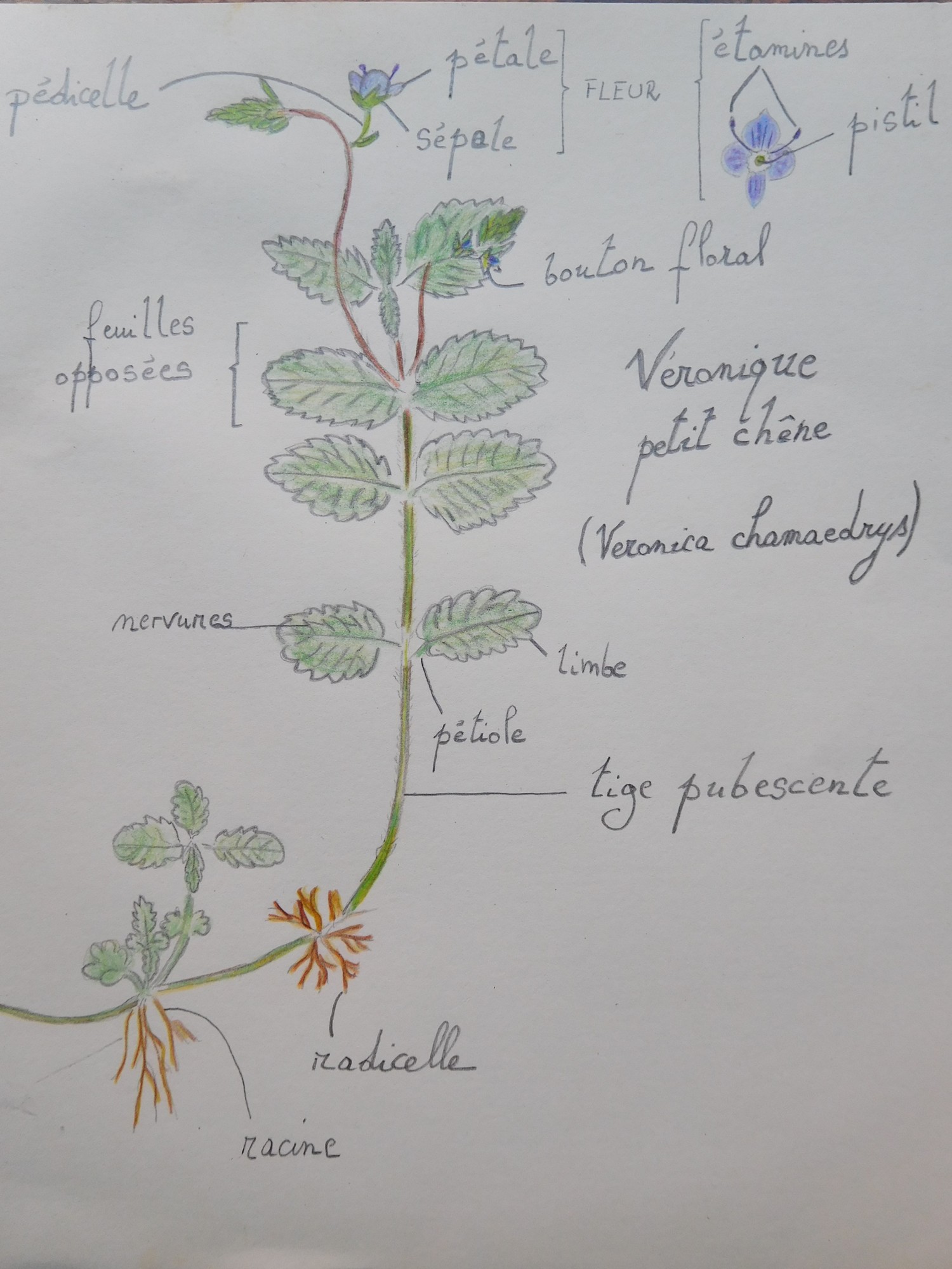 Annexe Véronique petit chêne.JPG