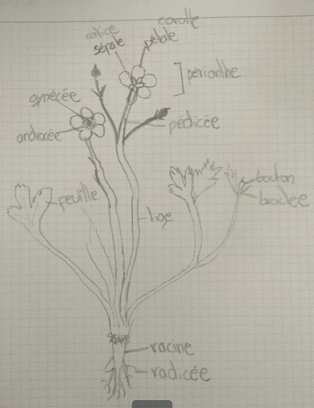 Annexe Capture du 2018-05-07 16-56-19.png