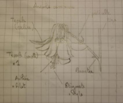 Annexe Ancolie_commune.JPG