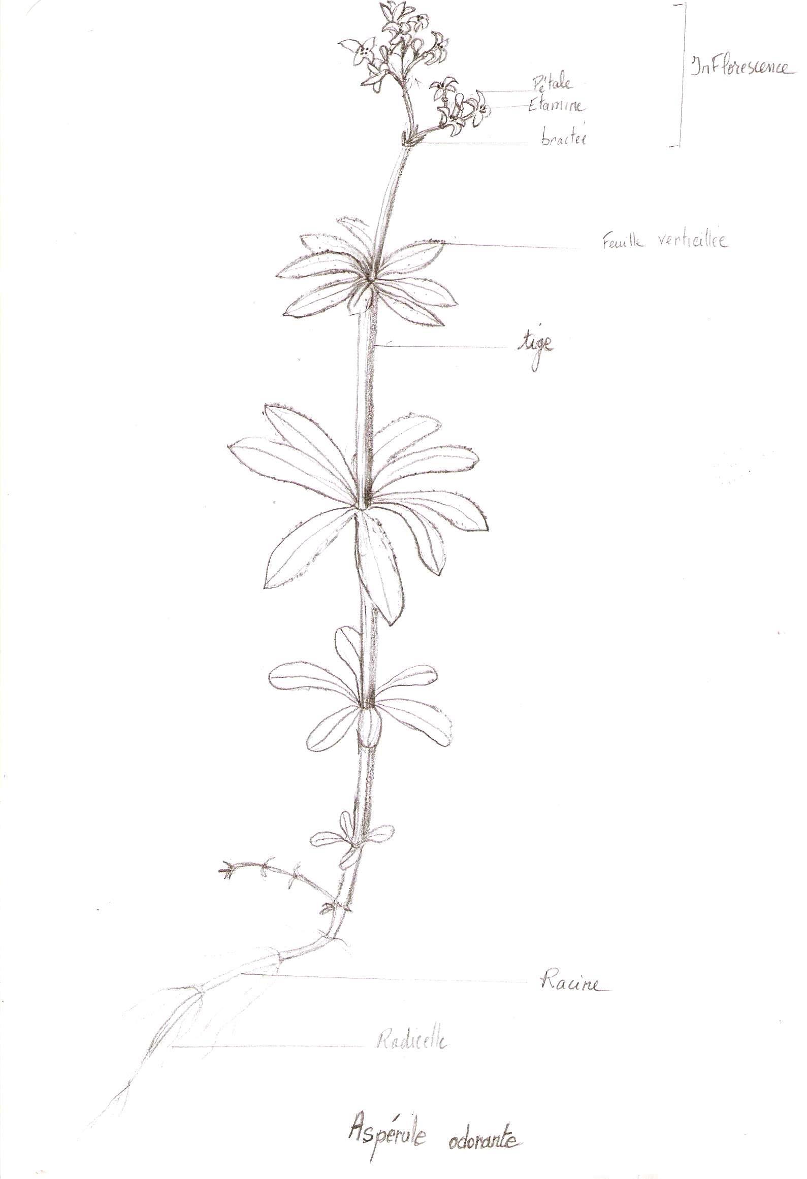 Annexe Aspérule odorante 002.jpg