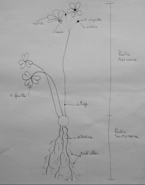 Annexe TrèfleRose.png