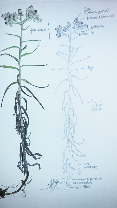 Annexe DessinerPlante.jpg