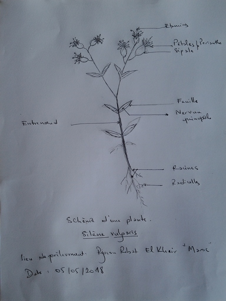 Annexe Photo plante.jpg